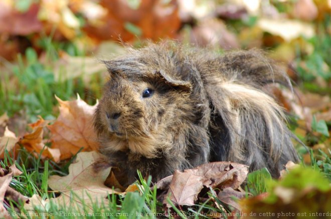 Photo de Cochon d'inde - pruvien