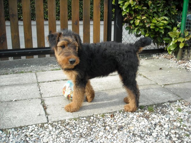 Photo d'Airedale terrier