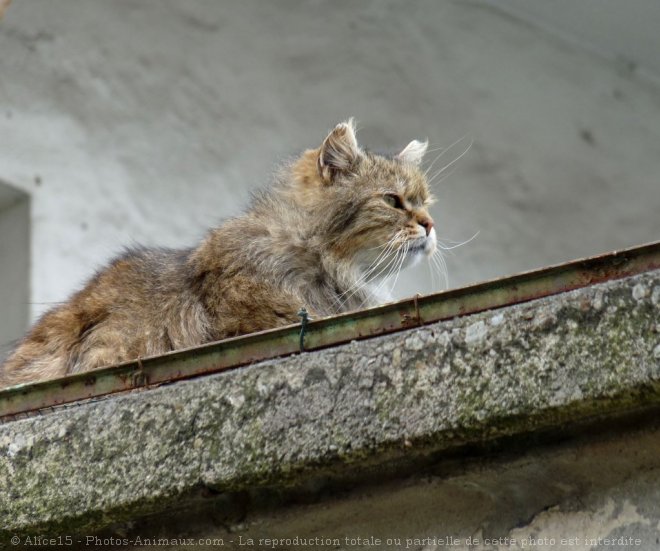 Photo de Chat domestique