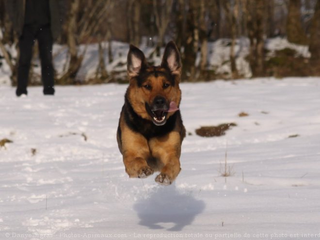 Photo de Berger allemand  poil court