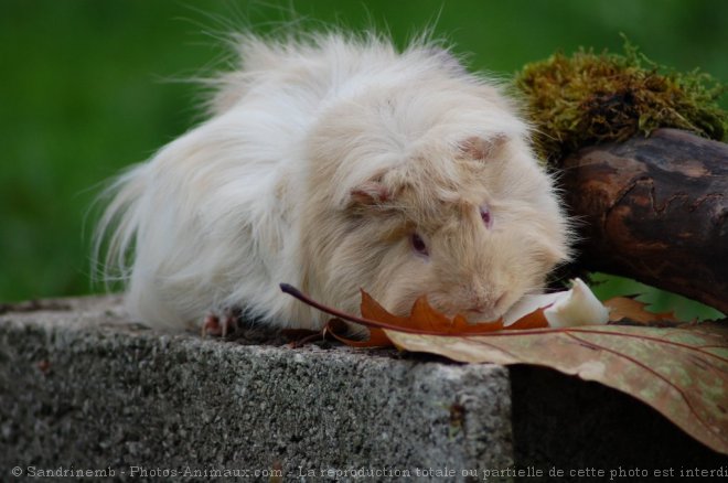 Photo de Cochon d'inde - abyssin / rosette