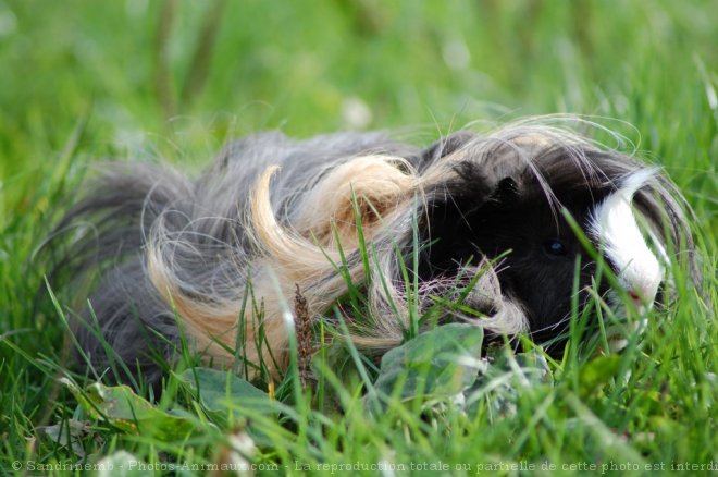 Photo de Cochon d'inde - pruvien