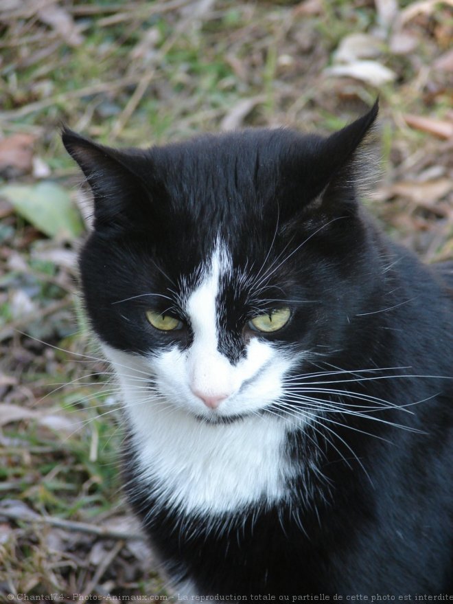 Photo de Chat domestique