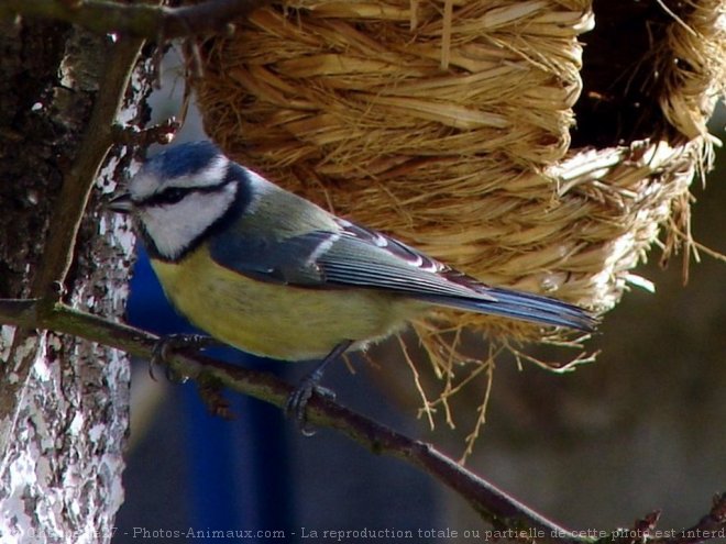 Photo de Msange bleue