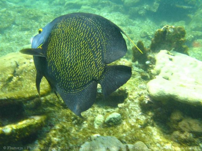 Photo de Poissons exotiques