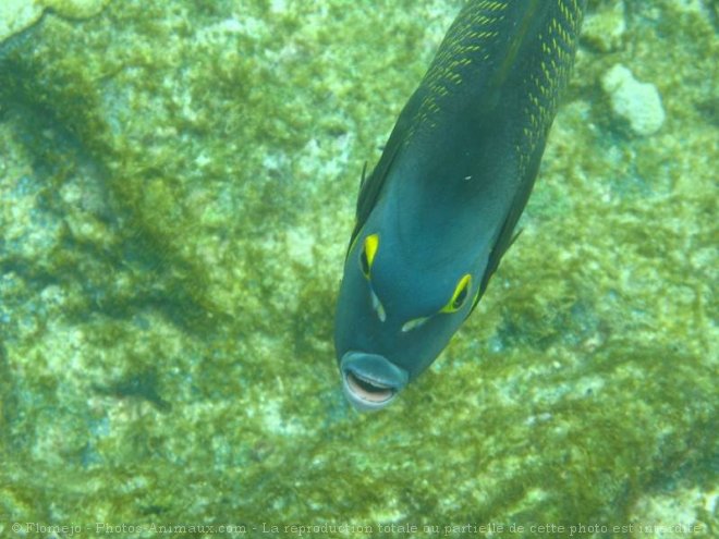 Photo de Poissons exotiques