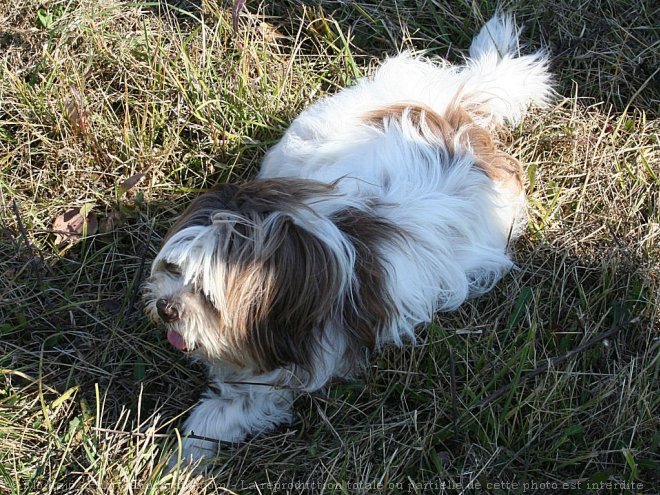 Photo de Lhassa apso