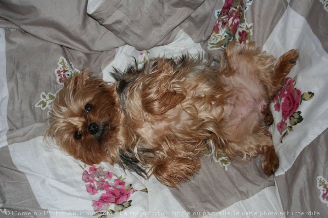 Photo de Yorkshire terrier