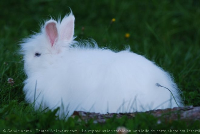 Photo de Lapin