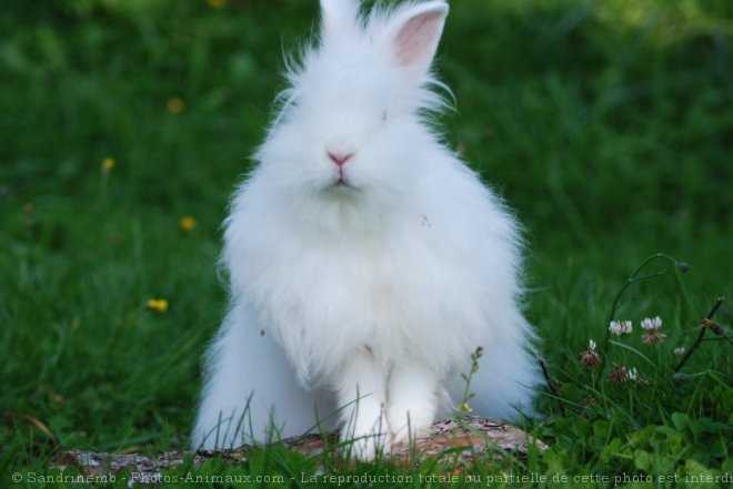 Photo de Lapin