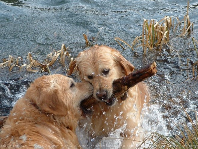 Photo de Golden retriever