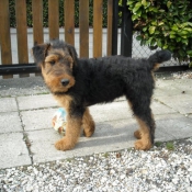 Photo d'Airedale terrier