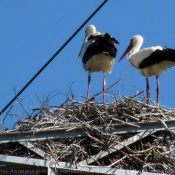 Photo de Cigogne