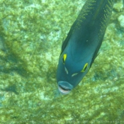 Photo de Poissons exotiques