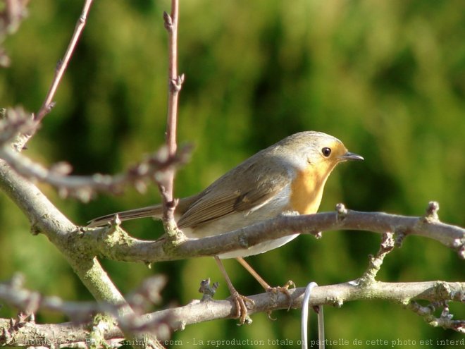 Photo de Rouge gorge