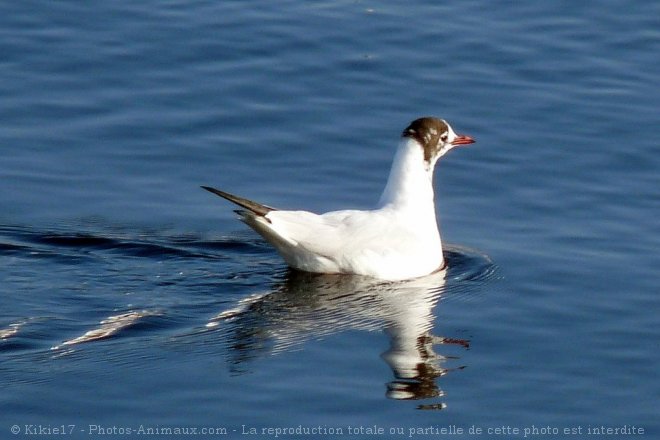 Photo de Mouette