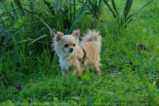 Photo de Chihuahua  poil long