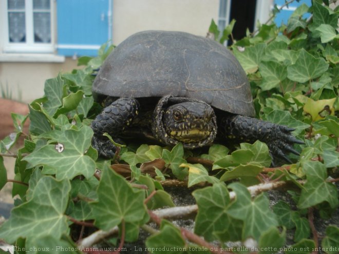 Photo de Tortue