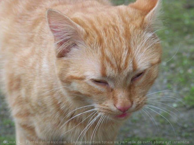 Photo de Chat domestique