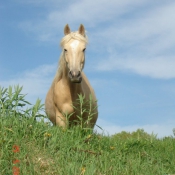 Photo de Quarter horse