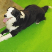 Photo de Border collie