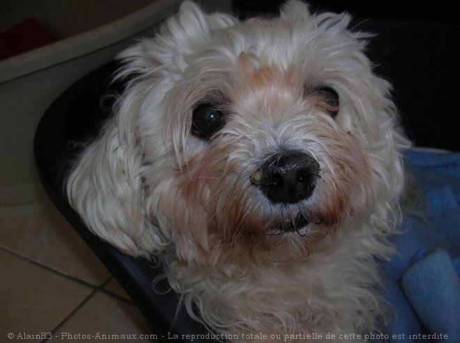 Photo de Bichon maltais