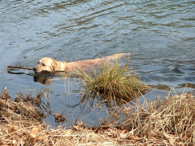 Photo de Golden retriever