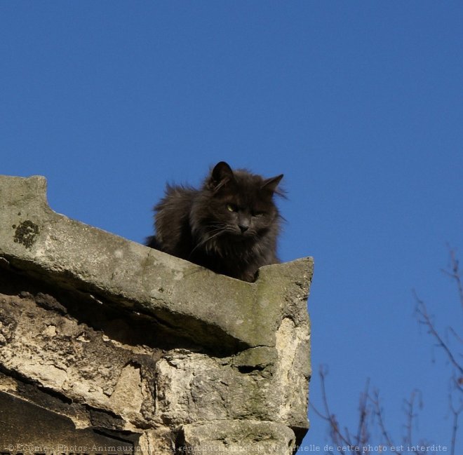 Photo de Chat domestique