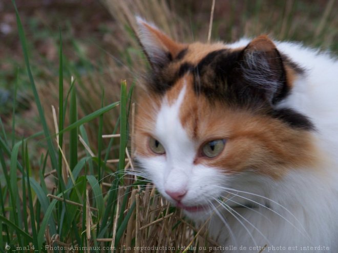 Photo de Chat domestique