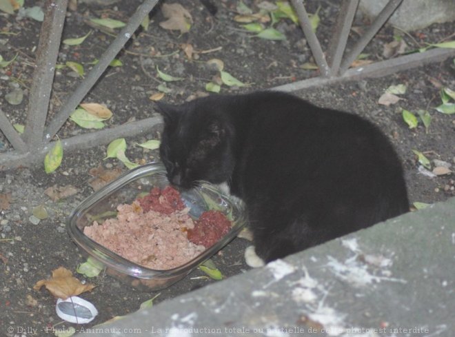 Photo de Chat domestique