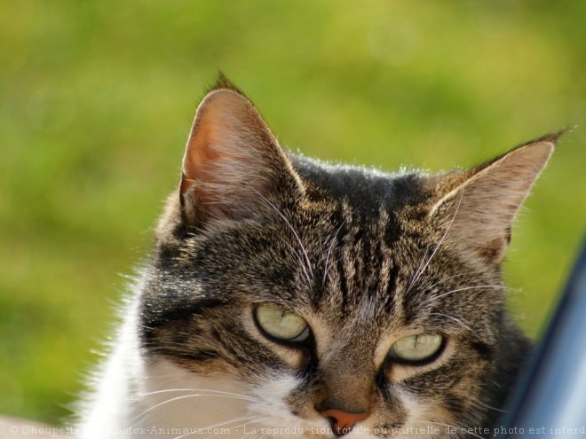 Photo de Chat domestique