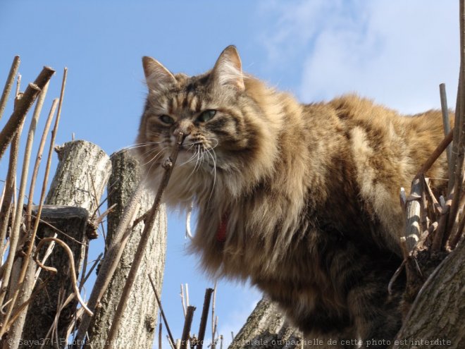 Photo de Chat domestique