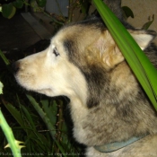 Photo de Husky siberien