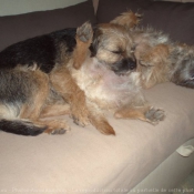 Photo de Border terrier