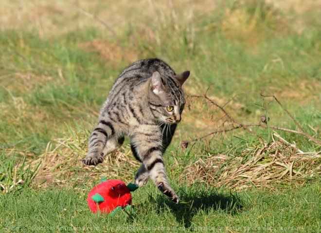 Photo de Chat domestique