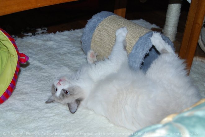 Photo de Ragdoll