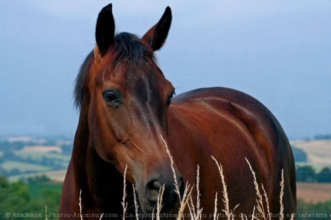 Photo de Selle franais