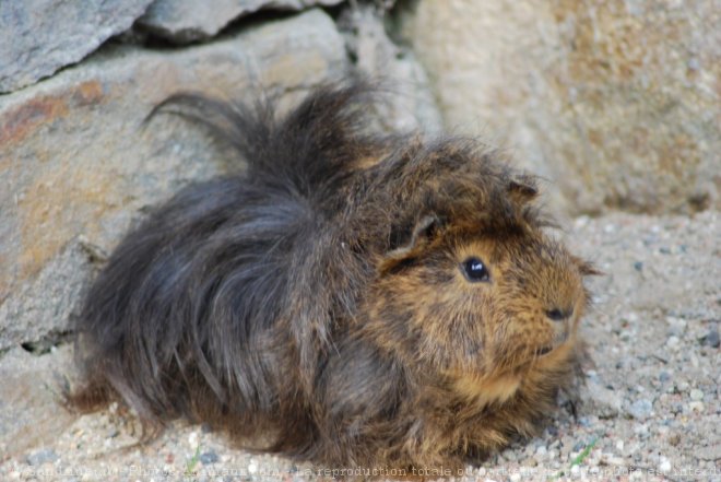 Photo de Cochon d'inde - pruvien