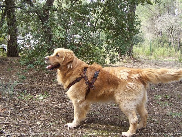 Photo de Golden retriever