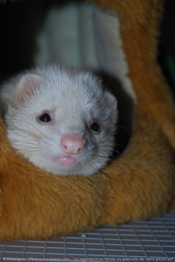 Photo de Furet