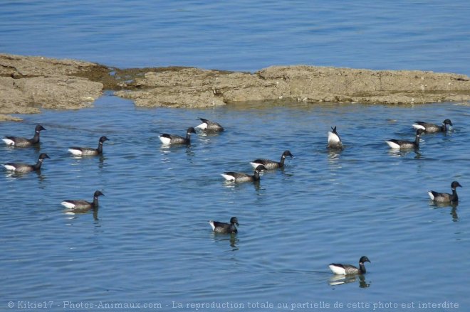 Photo de Canard