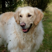 Photo de Golden retriever