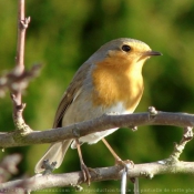 Photo de Rouge gorge