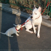 Photo de Dogue argentin