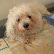 Photo de Bichon maltais