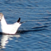 Photo de Mouette