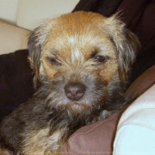 Photo de Border terrier