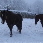 Photo de Quarter horse