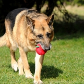 Photo de Berger allemand  poil court