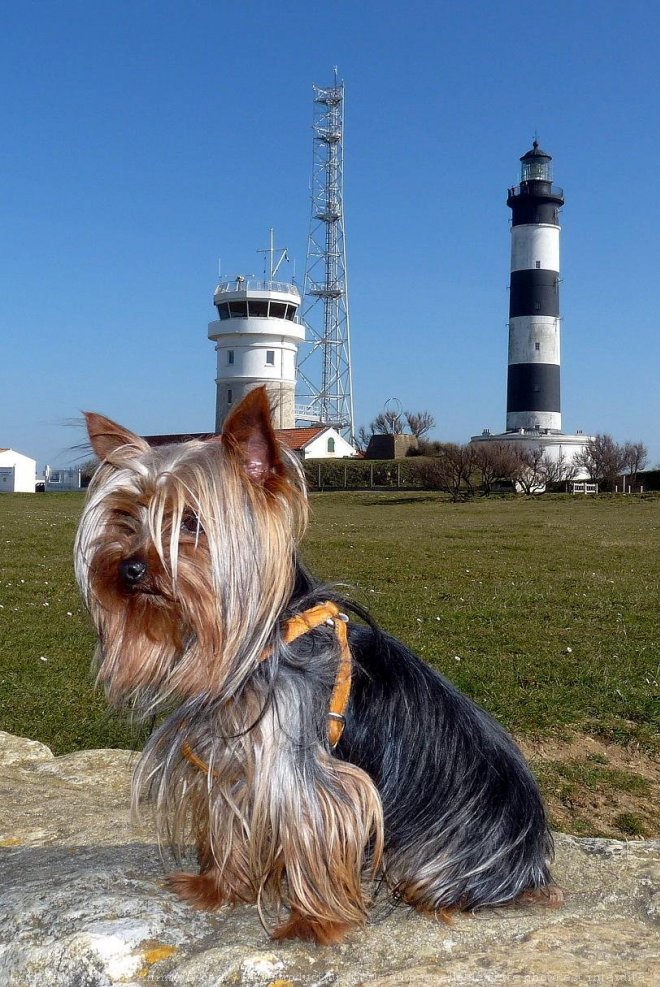 Photo de Yorkshire terrier